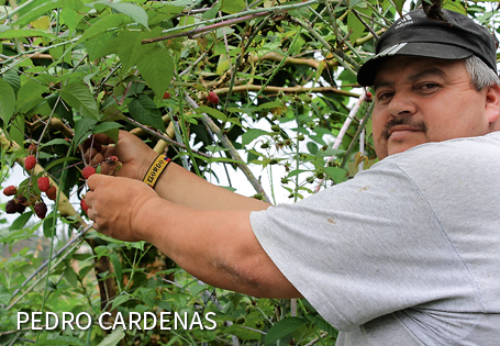 Pedro Cardenas