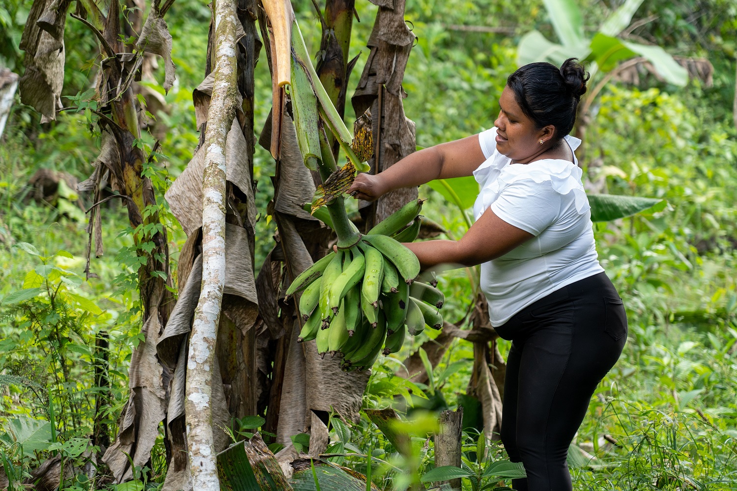 Agricultora panameña FMBBVA