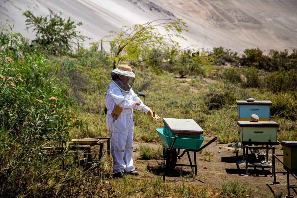 Las colmenas de Edith están en mitad del desierto chileno y desde allí dirige su negocio de venta de miel natural y propóleo