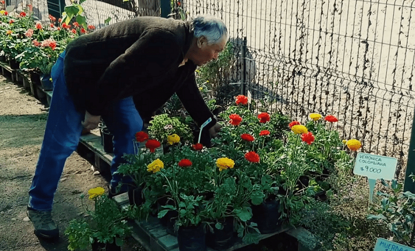 Manuel Zamora, emprendedor de Fondo Esperanza (FMBBVA) tiene dos invernaderos donde vende flores y verduras