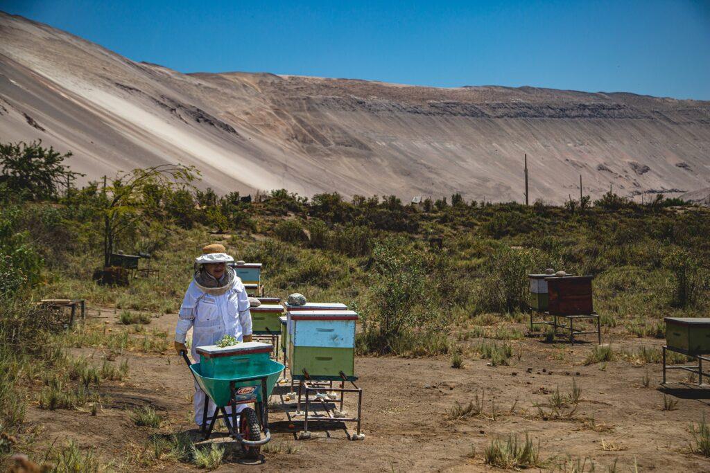 Edith Elgueta, apicultora chilena en medio del desierto de Atacama